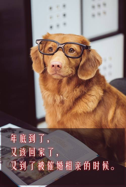 春节催婚压力:轻松幽默看婆媳 春节催婚压力:轻松幽默看婆媳
