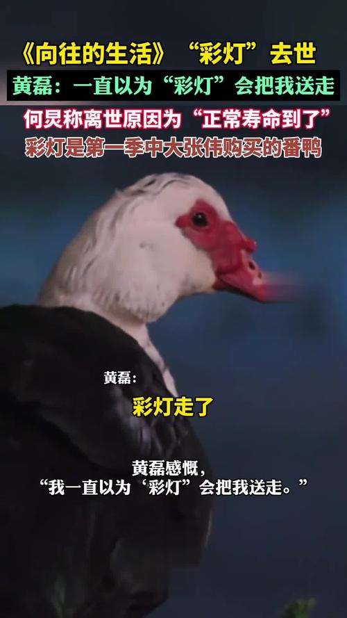 《向往生活》网红鸭彩灯离世，黄磊何炅难舍