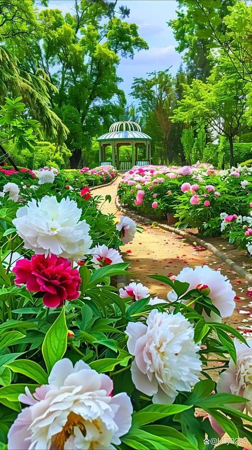 2025菏泽牡丹节盛大开幕,国色芳华首播惊艳来袭! 2025菏泽牡丹节盛大开幕,国色芳华首播惊艳来袭!