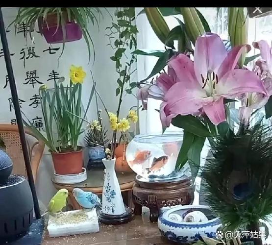柴桑大姐和老杜吵翻天?养老院怎么选? 柴桑大姐和老杜吵翻天?养老院怎么选?